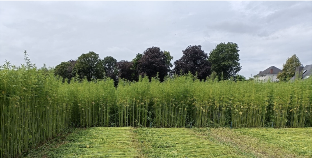 chanvre fibres longues - culture et résultat hemp4circularity