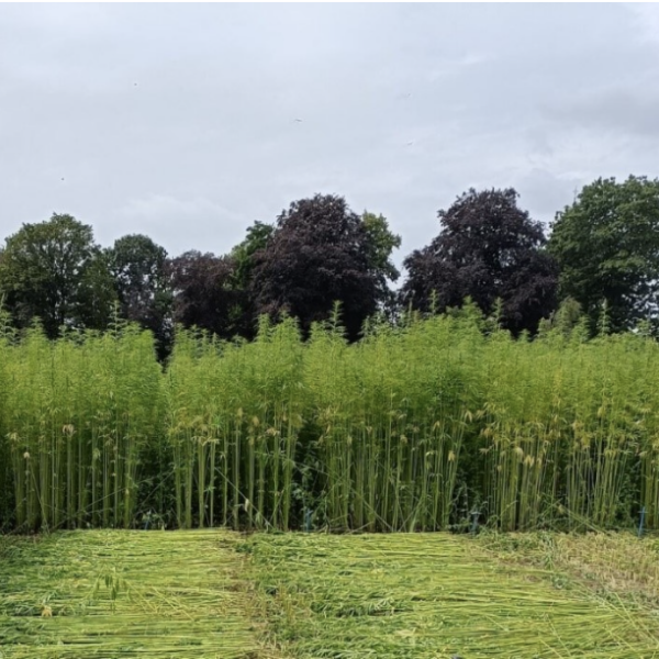 chanvre fibres longues - culture et résultat hemp4circularity